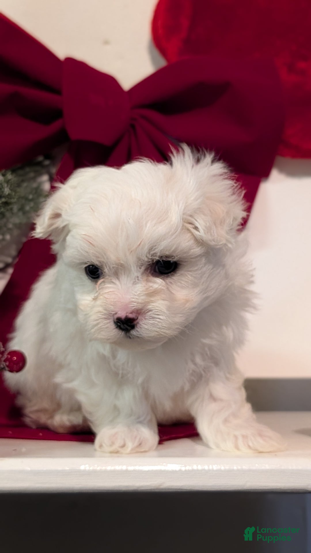 Maltese dogs for sale: Kona - Ad 10