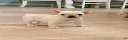 French Bulldog dogs for sale: French Bulldog Puppy 1 - Ad 1