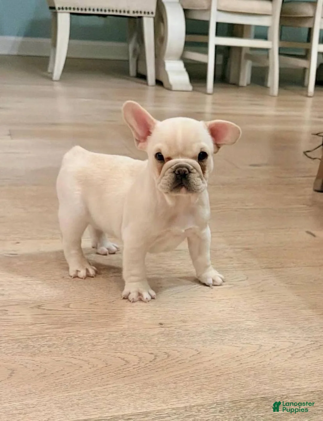 French Bulldog dogs for sale: French Bulldog Puppy 1 - Ad 1