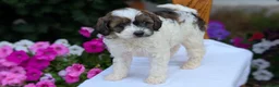 Maltipoo dogs for sale: Koko - Ad 4