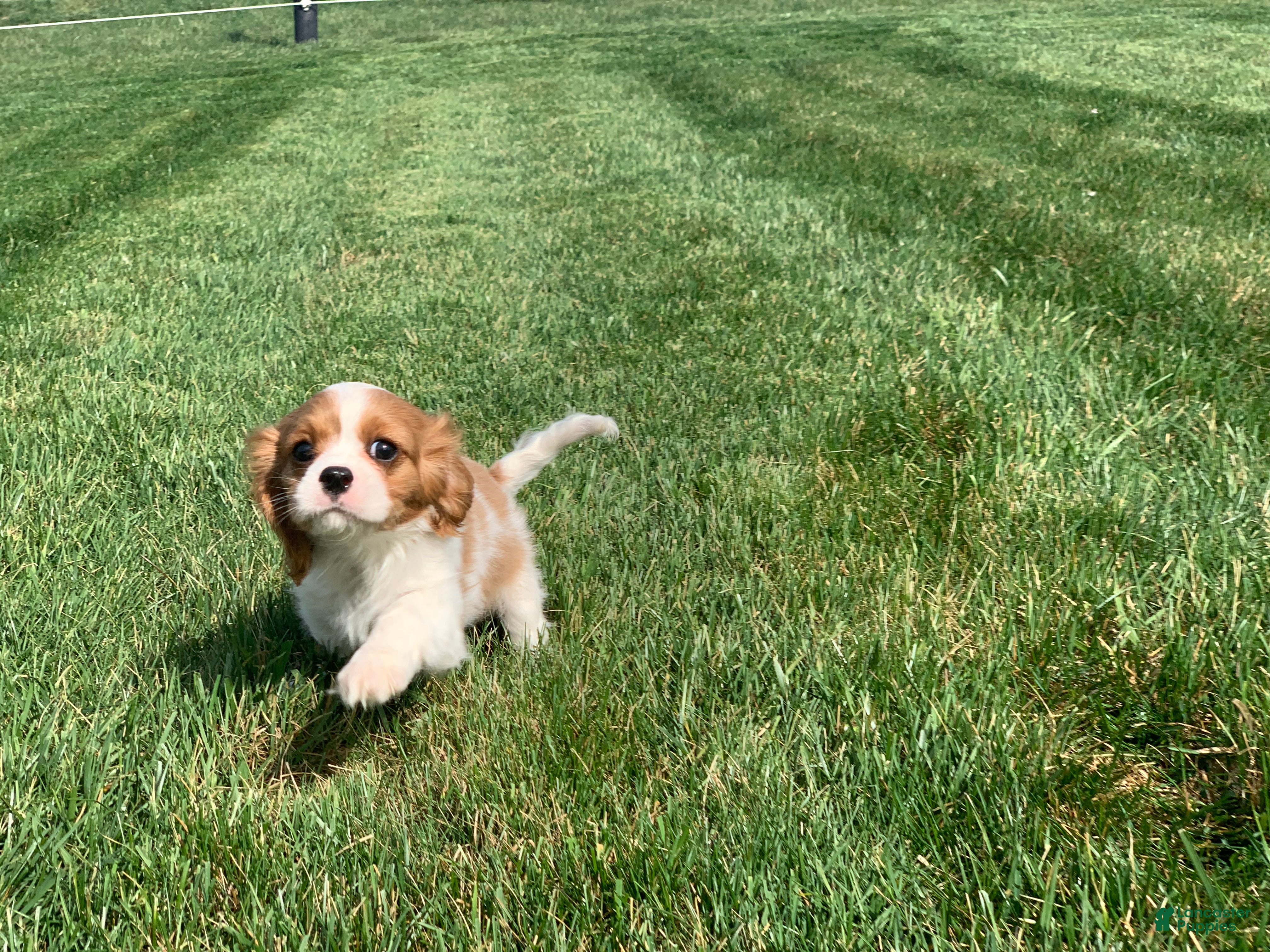 Cavalier King Charles Spaniel dogs Benny - Ad 2