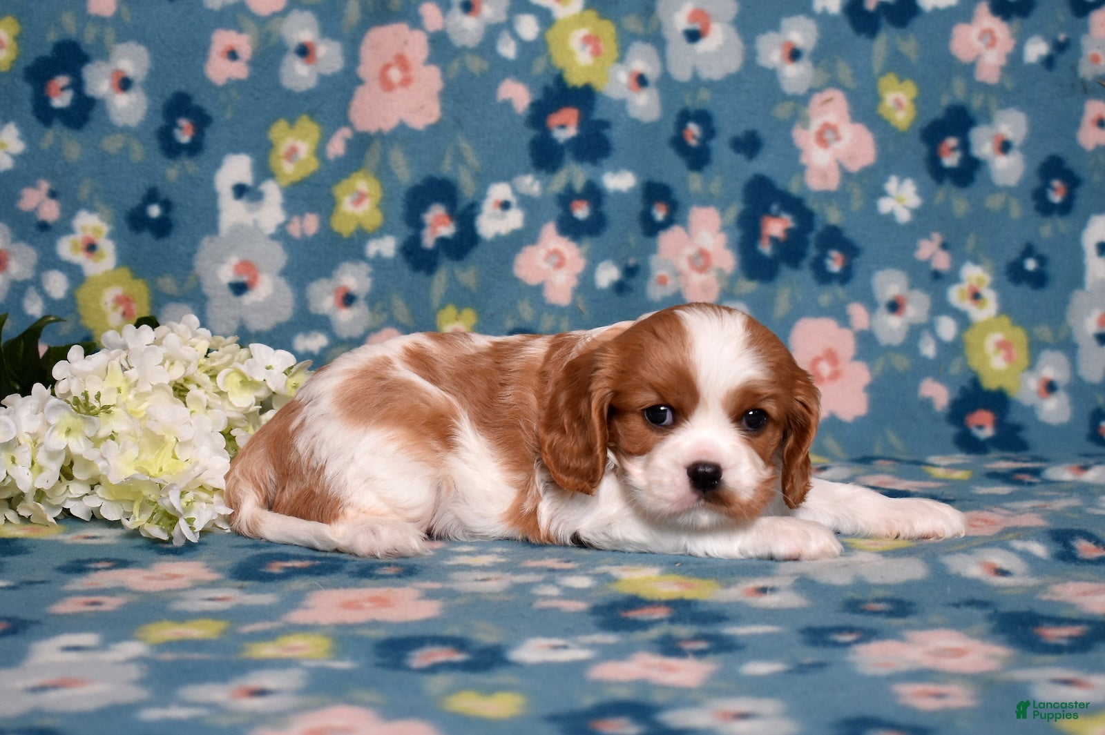 Cavalier King Charles Spaniel dogs Winston - Ad 2