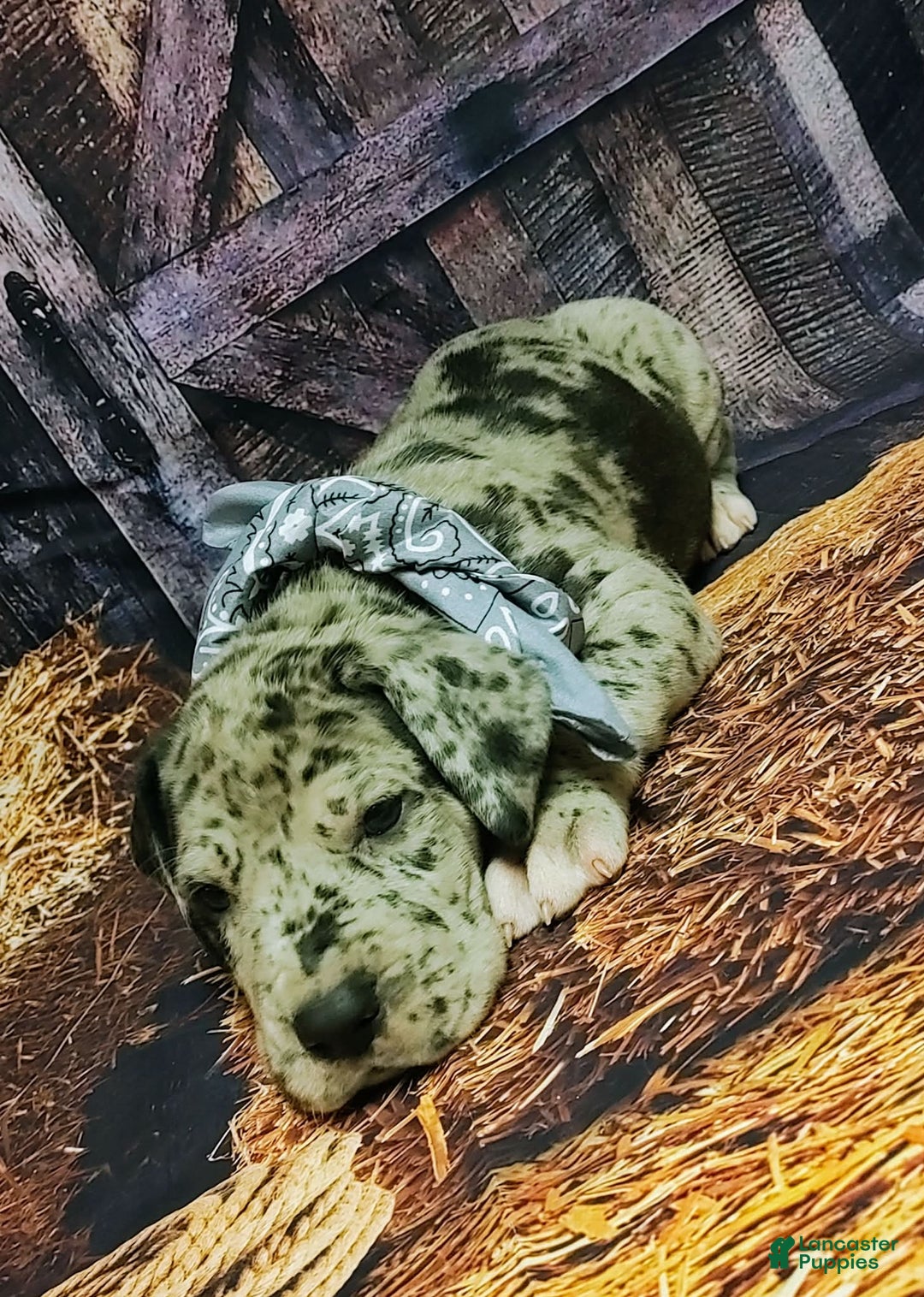 Great Dane dogs for sale: Grumpy - Ad 1