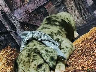 Great Dane dogs Grumpy - Ad 15