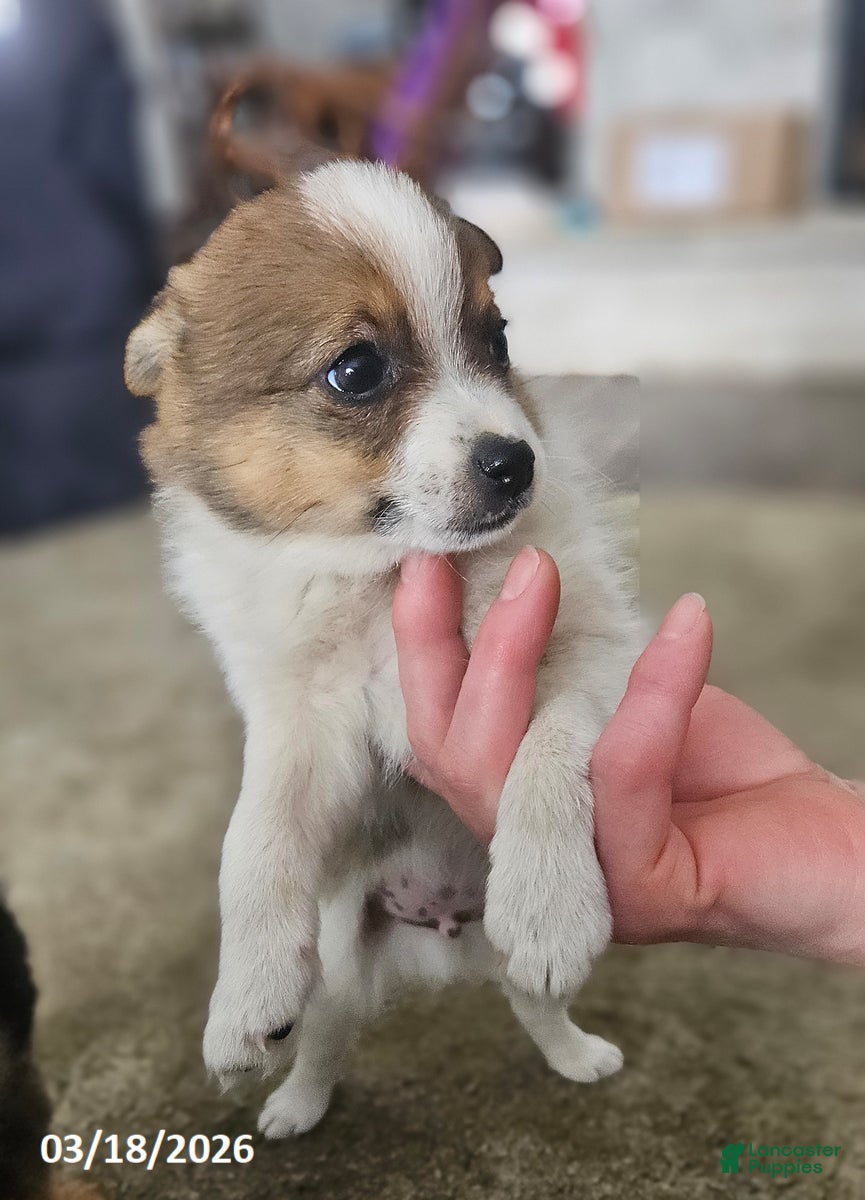 Mixed Breed dogs Jeff - Ad 2