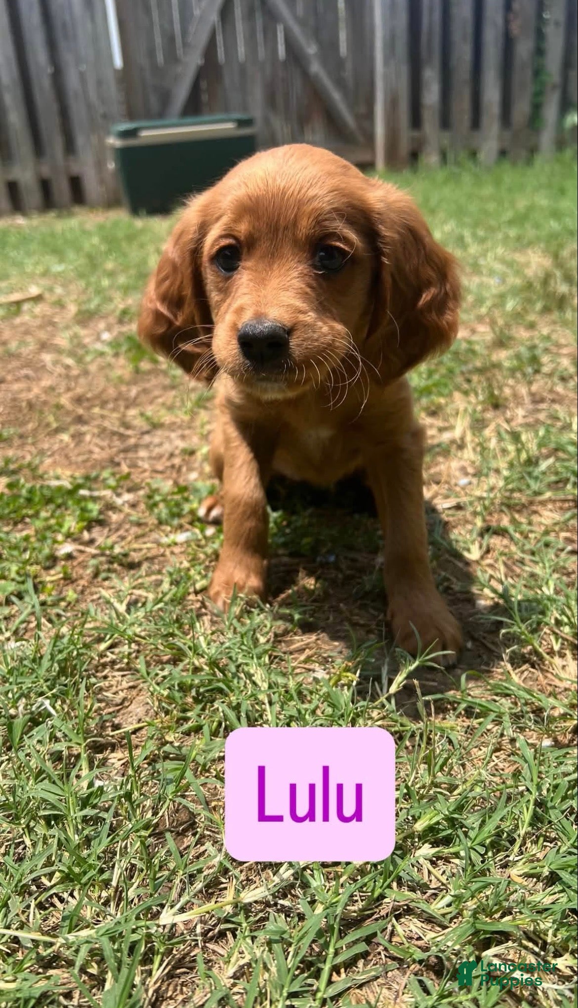 Mixed Breed dogs Lulu - Ad 13