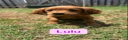 Mixed Breed dogs for sale: Lulu - Ad 1