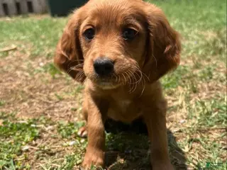 Mixed Breed dogs Lulu - Ad 32