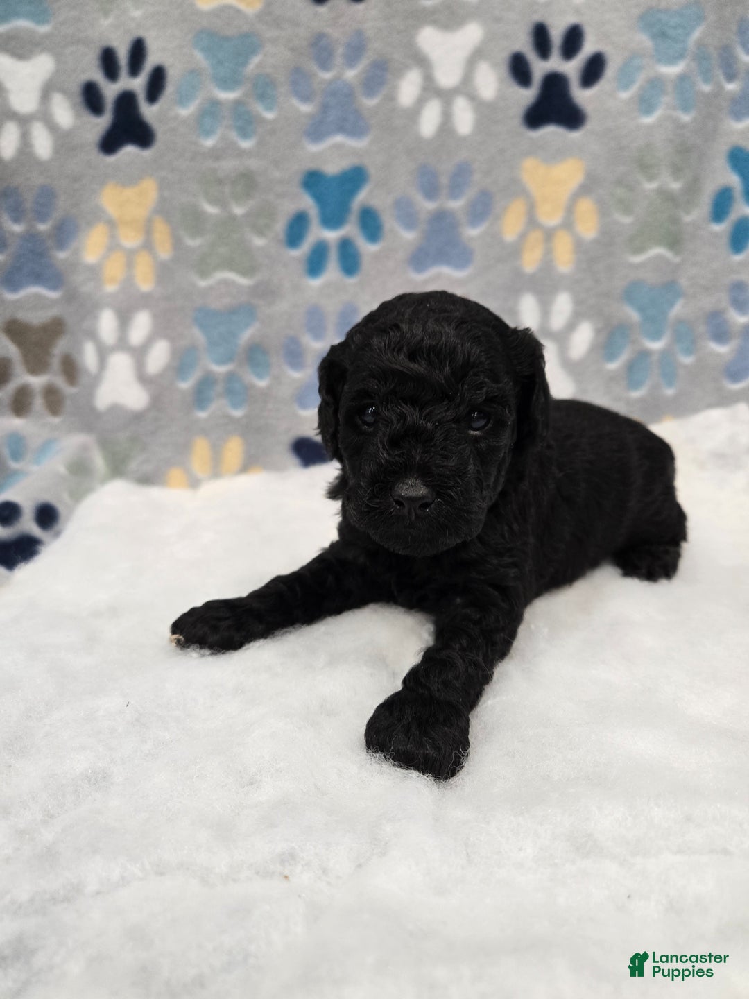 Mini Goldendoodle dogs for sale: Paisley  - Ad 7