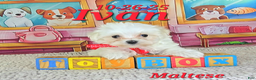 Maltese dogs for sale: Ivan - Ad 4