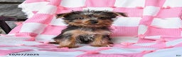 Yorkshire Terrier dogs for sale: Ridley EXTRA SMALL - Ad 3