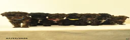 Havapoo dogs for sale: Buttons - Ad 3