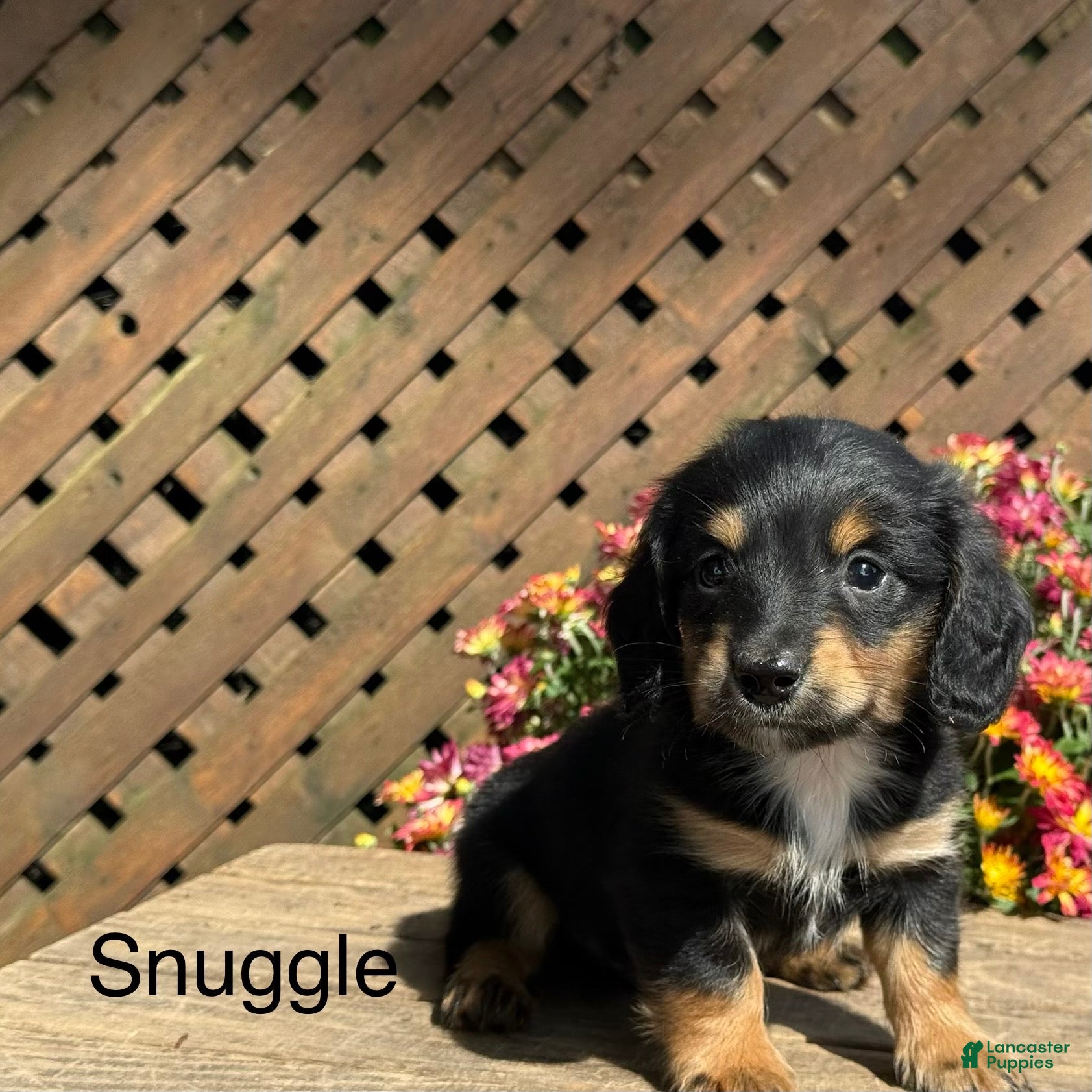 Snuggle, Dachshund