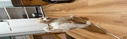 Bernedoodle dogs for sale: SASHA - Ad 3