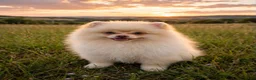 Pomeranian dogs for sale: Pomeranian 2 - Ad 1