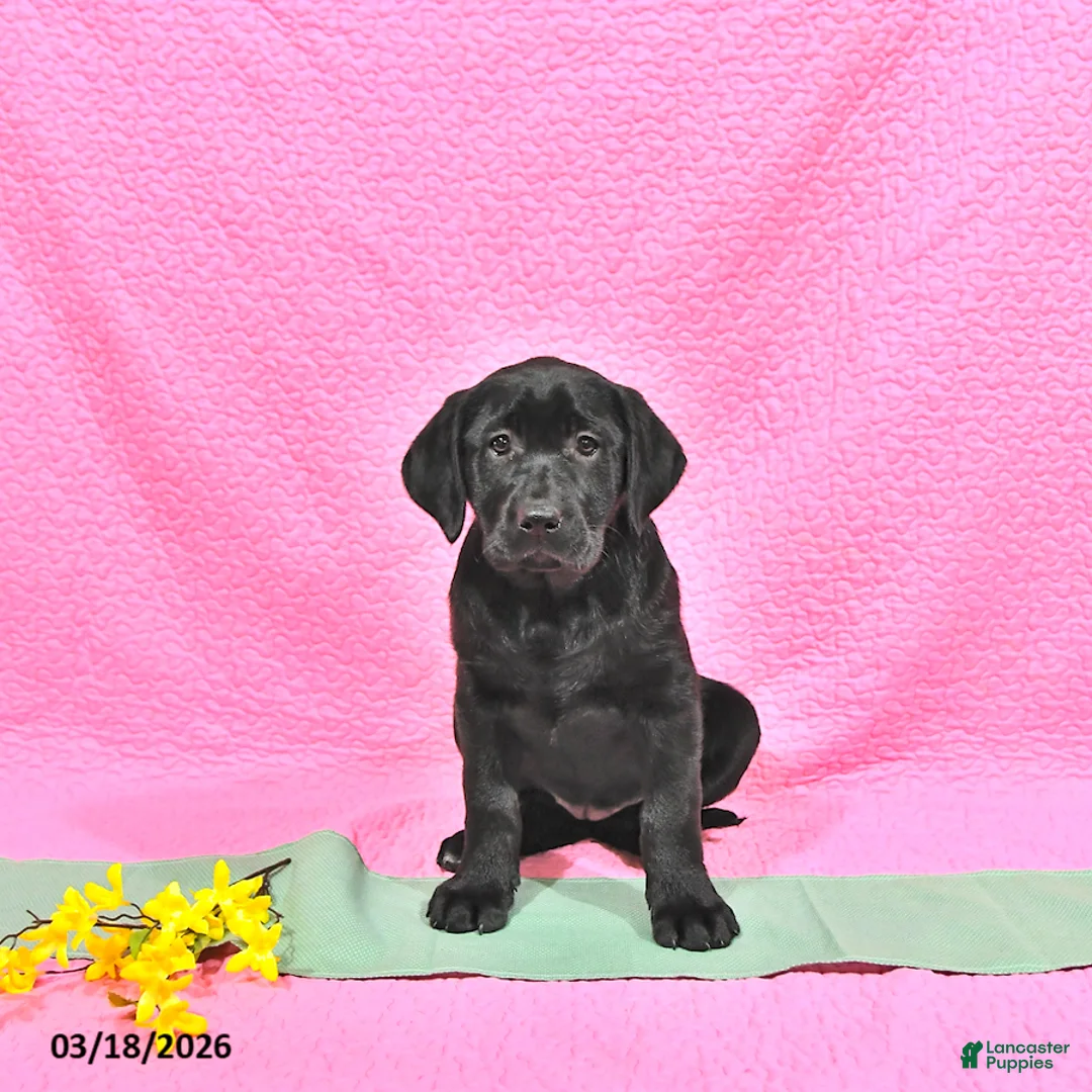 Labrador Retriever dogs for sale: Princess - Ad 1