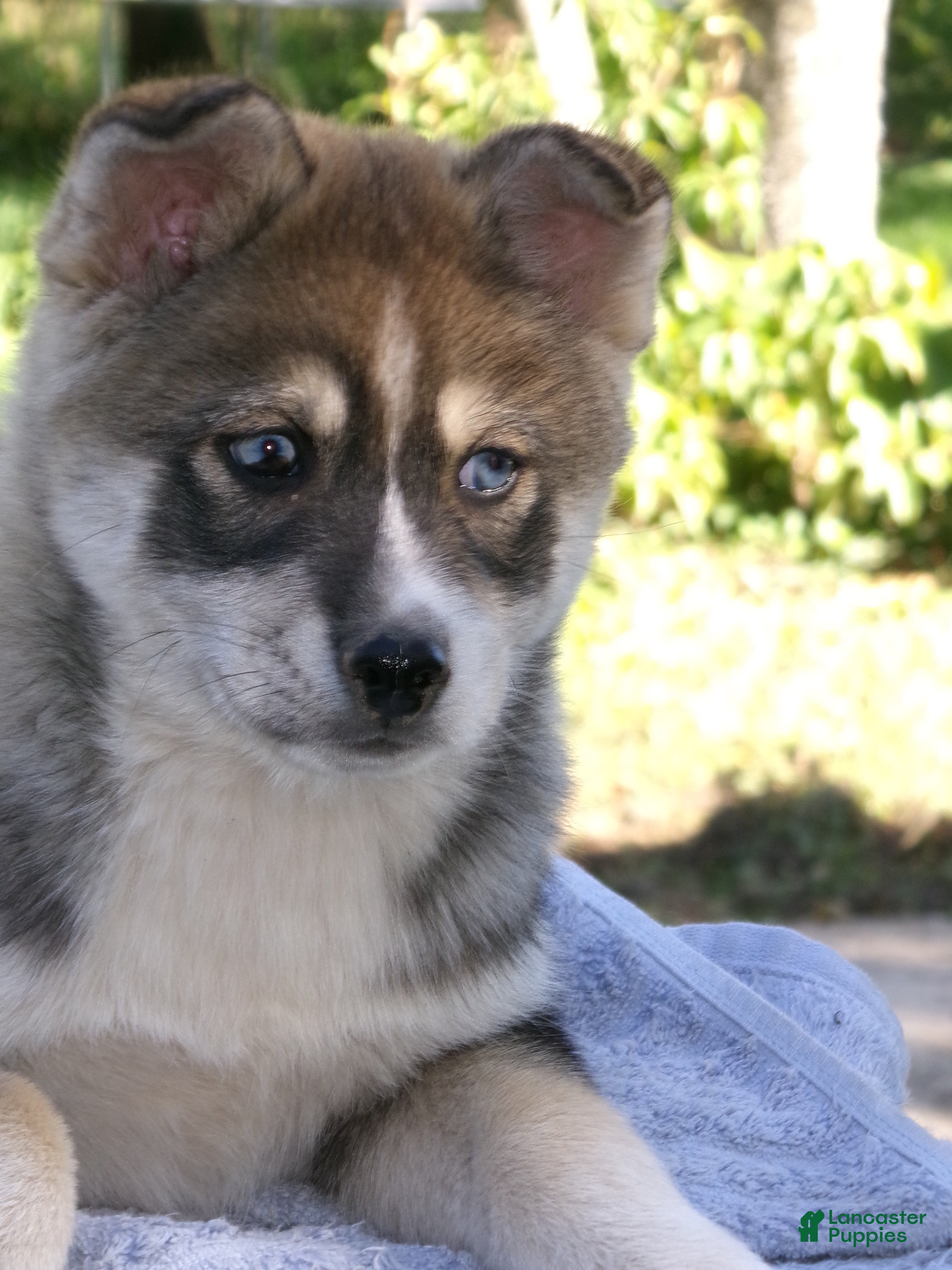 Pomsky dogs for sale: Petey - Ad 2