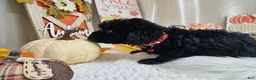 Yorkiepoo dogs for sale: Aden Lane - Ad 6