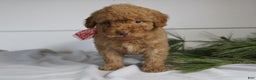 Miniature Poodle dogs for sale: Dallas - Ad 4