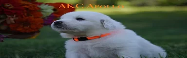AKC Apollo