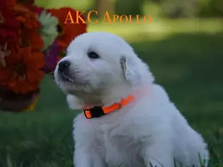 Great Pyrenees dogs AKC Apollo - Ad 3