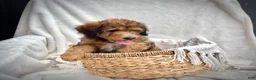 Bernedoodle dogs for sale: Sadie - Ad 8