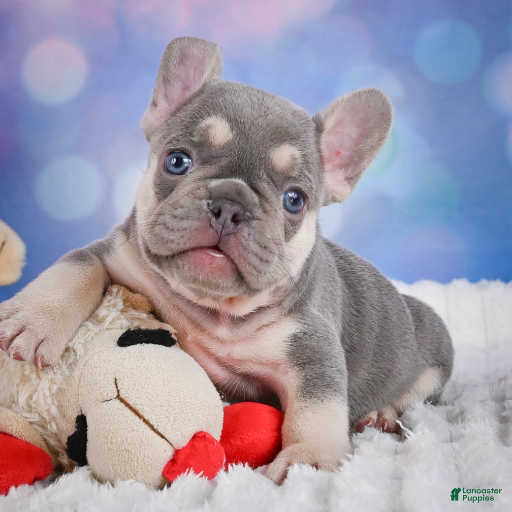 French Bulldog dogs for sale: Cory - Ad 6
