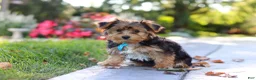 Yorkiepoo dogs for sale: Winston - Ad 10
