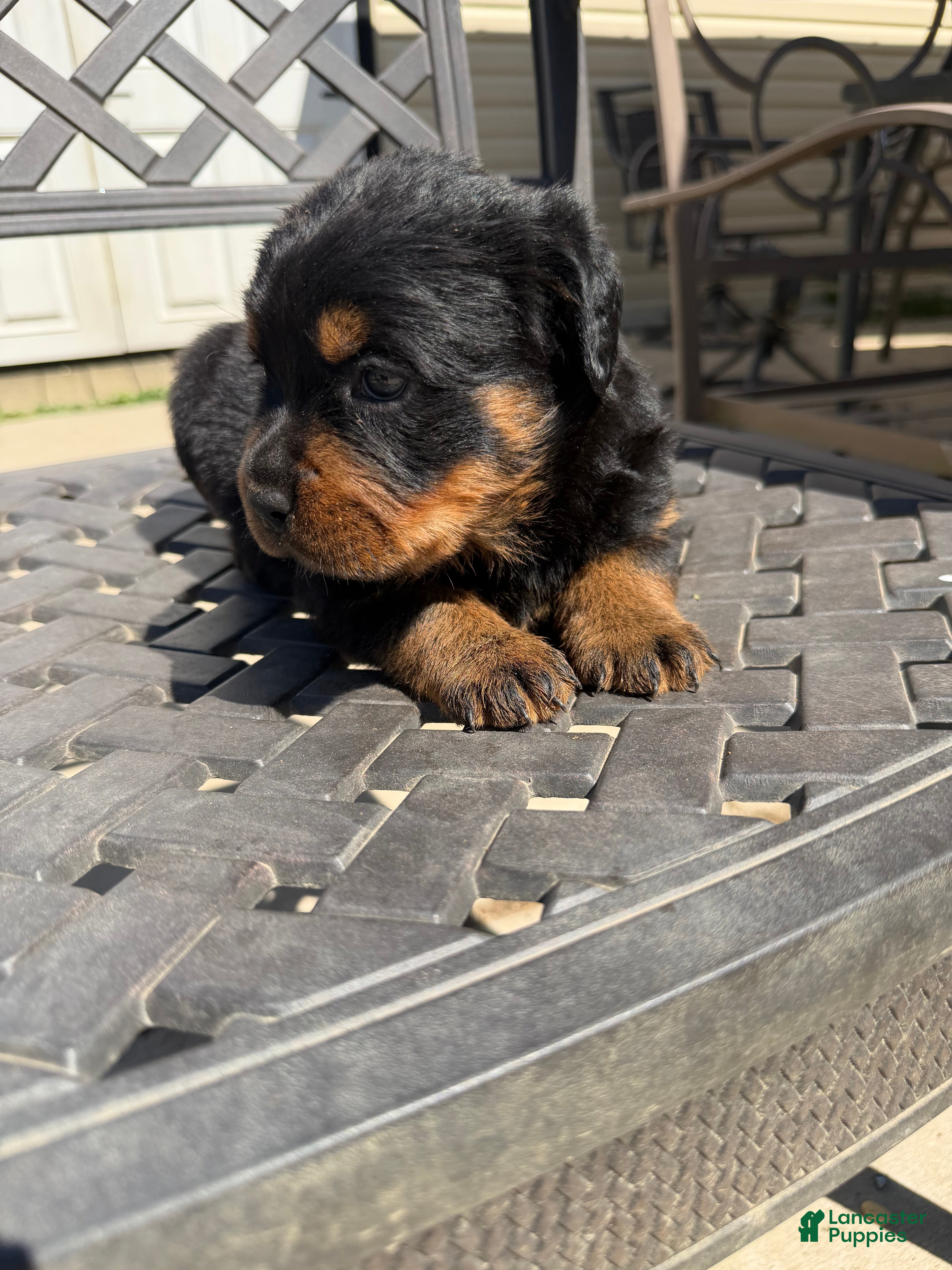 Rottweiler dogs Puppy 2 - Ad 2