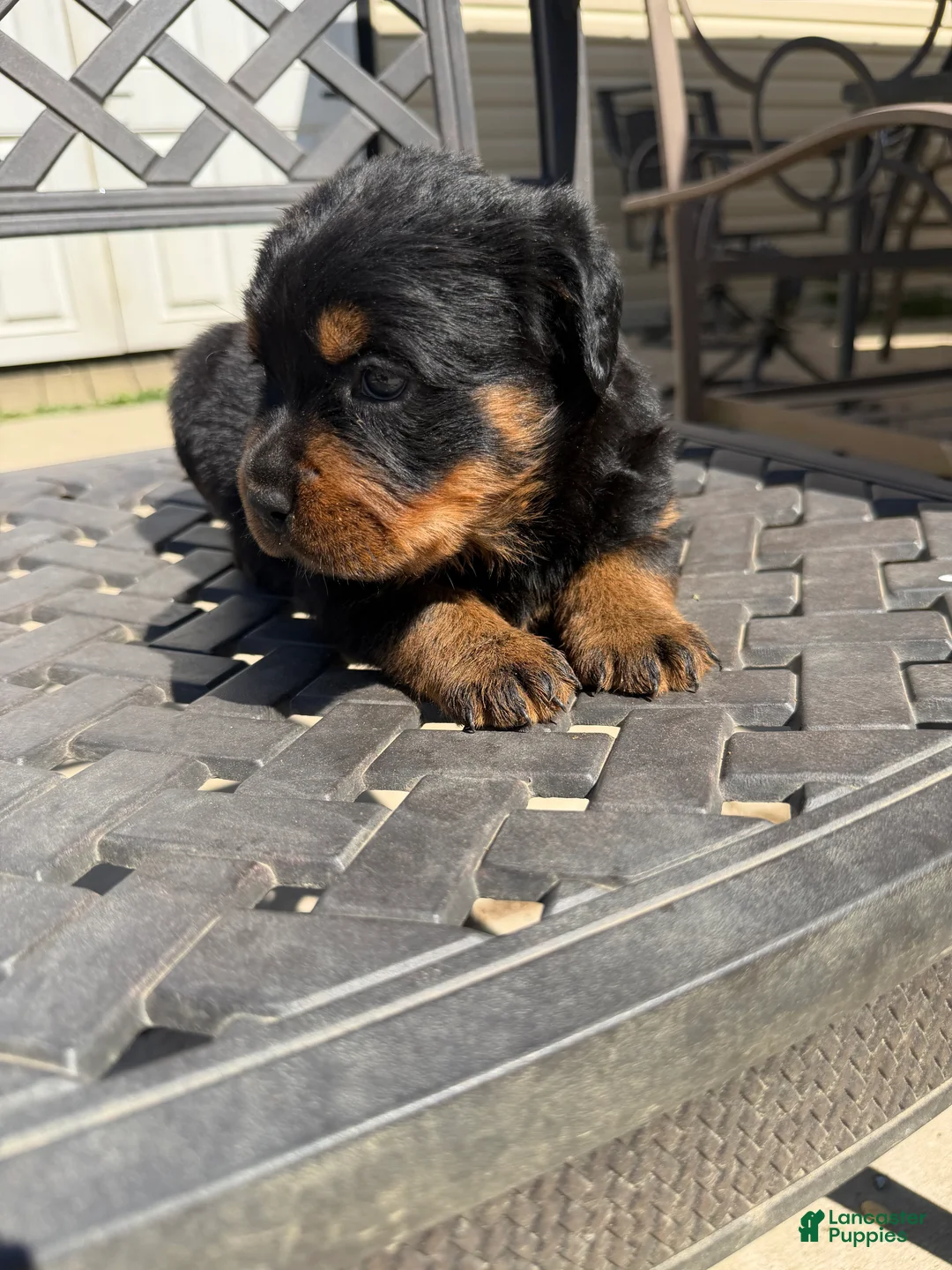 Rottweiler dogs for sale: Puppy 2 - Ad 2