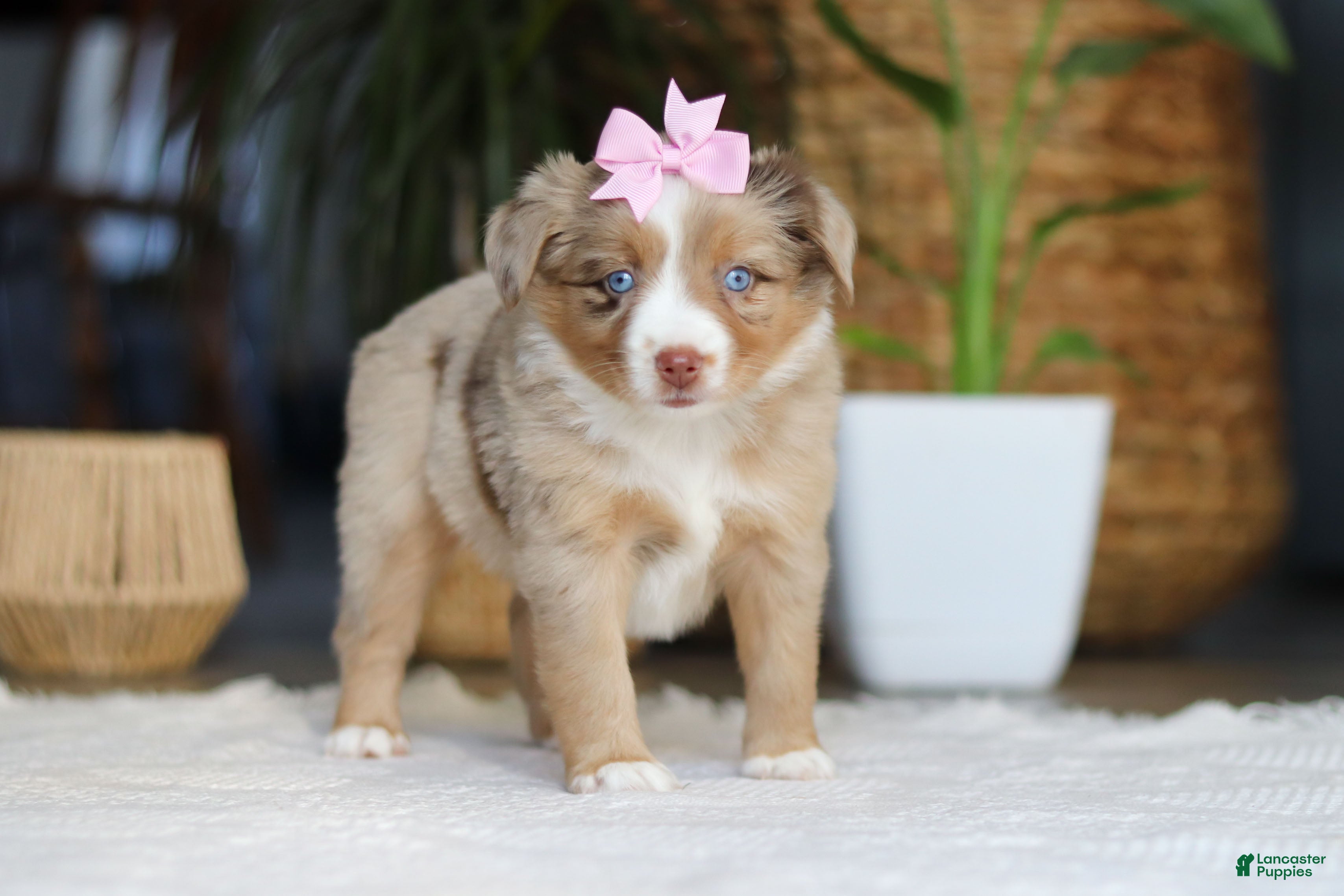 Australian Shepherd dogs Juniper - Ad 2