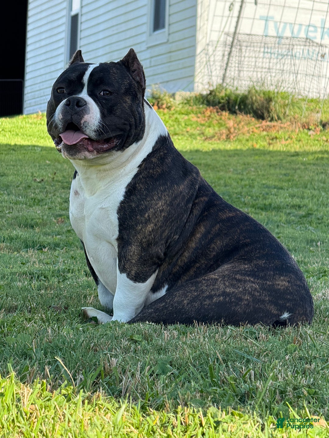 American Bully dogs for sale: Brenda - Ad 6