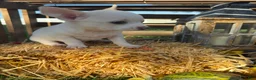 Chihuahua dogs for sale: Asher - Ad 5
