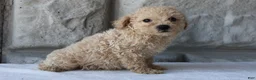 Bichpoo dogs for sale: Bonnie - Ad 3