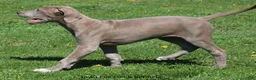 Great Dane dogs for sale: Great Dane 2 - Ad 6