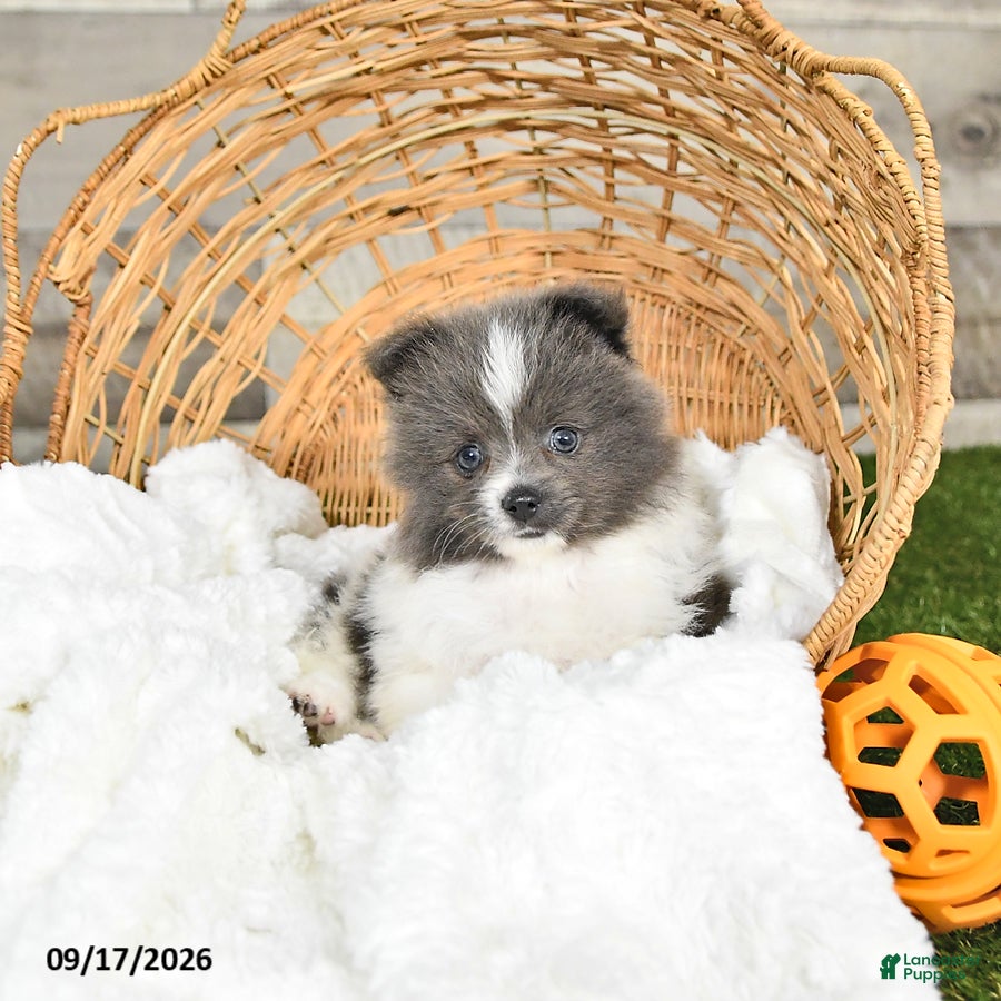 Pomeranian dogs Noel - Ad 2