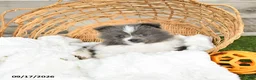 Pomeranian dogs for sale: Noel - Ad 2
