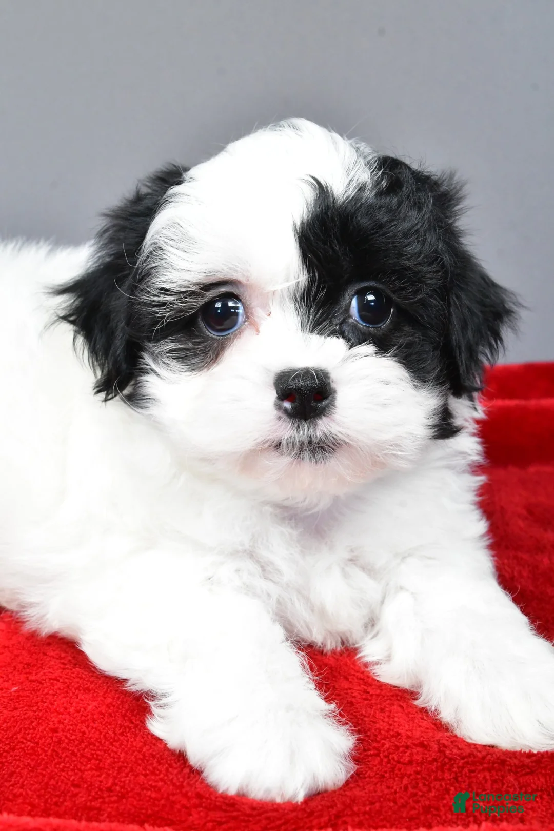 Teddy Bear dogs for sale: quinn - Ad 7