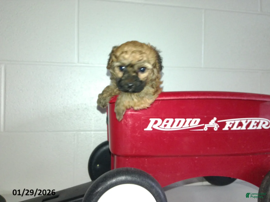 Yorkiepoo dogs for sale: Cody - Ad 7