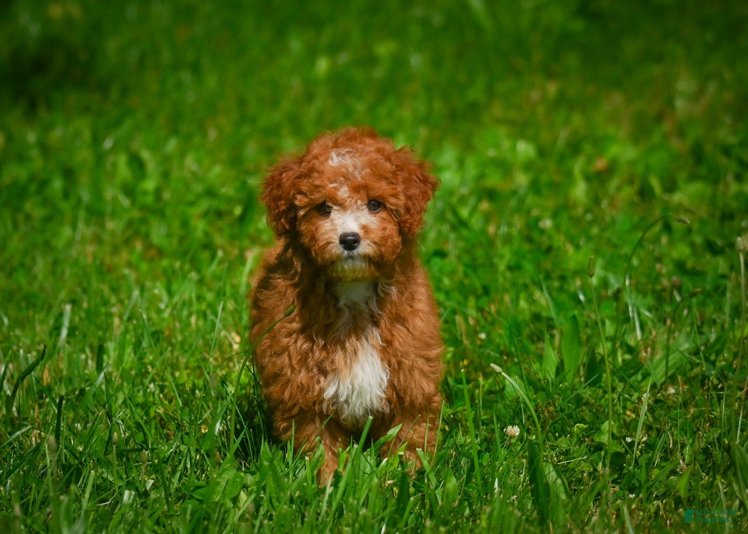 Mini Goldendoodle dogs Willow - Ad 2