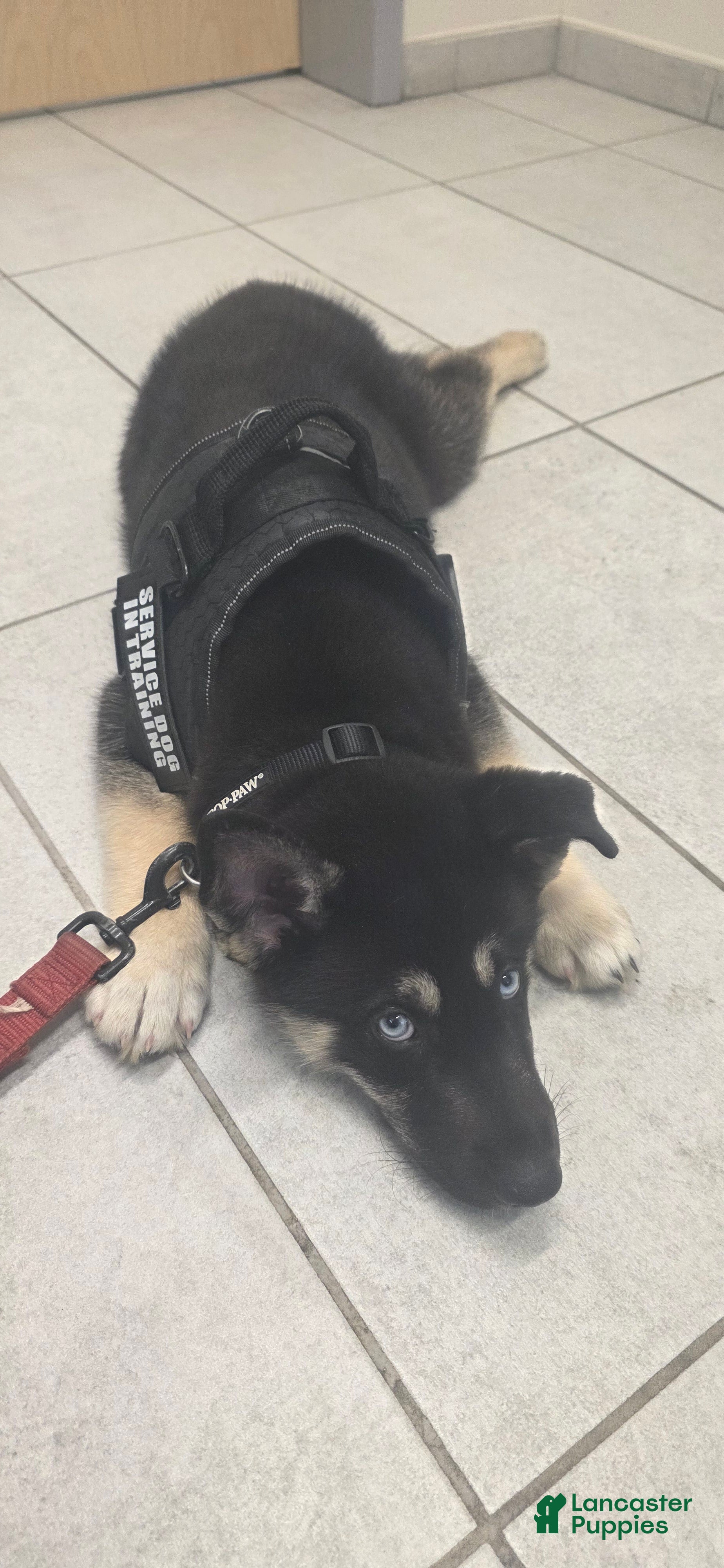 Gerberian Shepsky dogs for sale: Bane - Ad 2