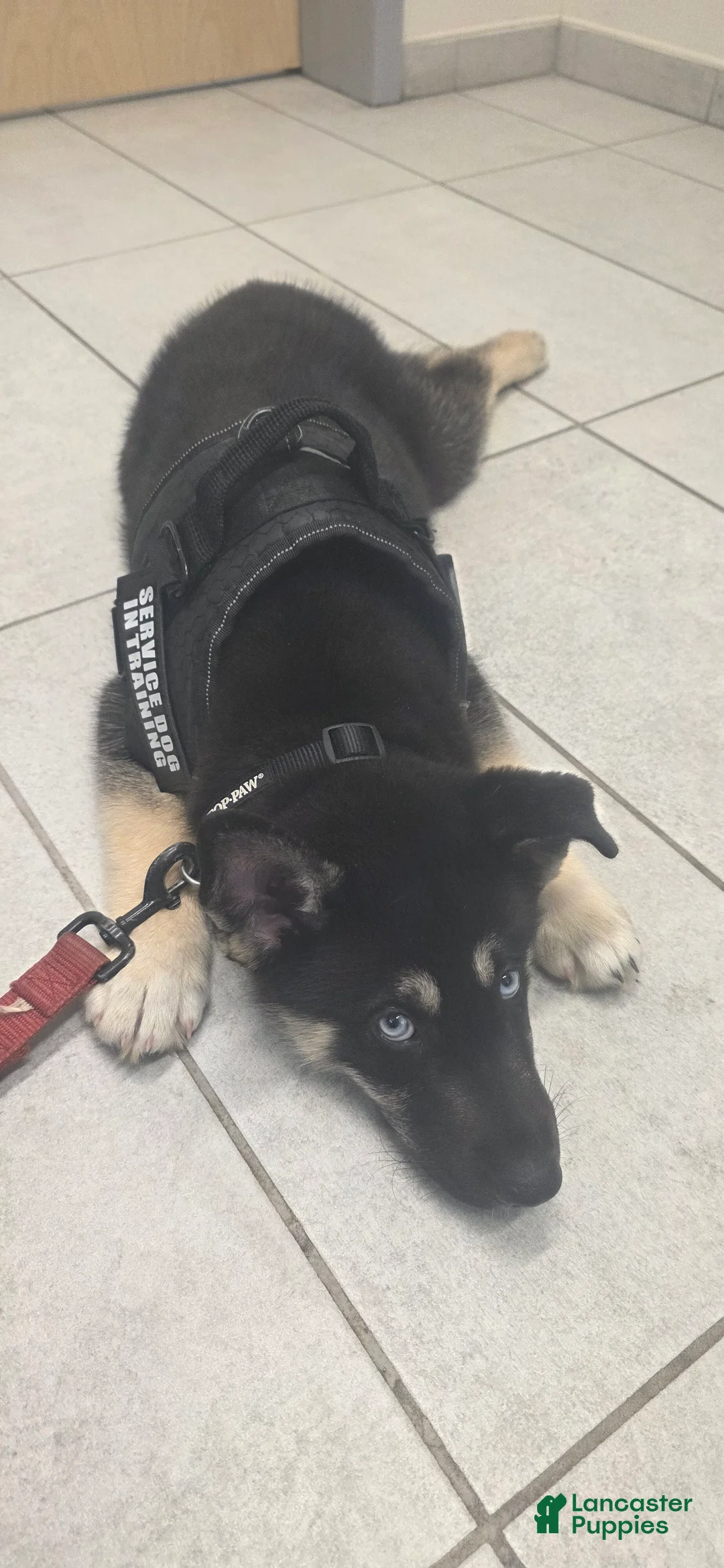 Gerberian Shepsky dogs for sale: Bane - Ad 1