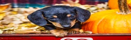 Miniature Dachshund dogs for sale: Roger - Ad 7