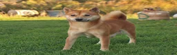 Shiba Inu dogs for sale: Sara Ann - Ad 4