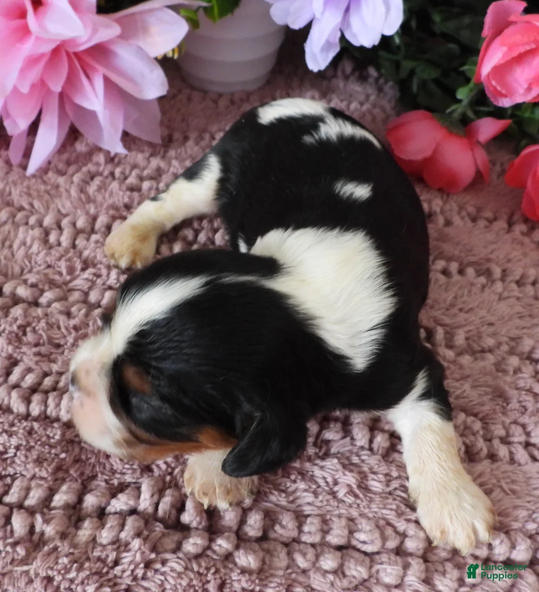 Cavalier King Charles Spaniel dogs for sale: #1 Male (Lulu's) - Ad 2