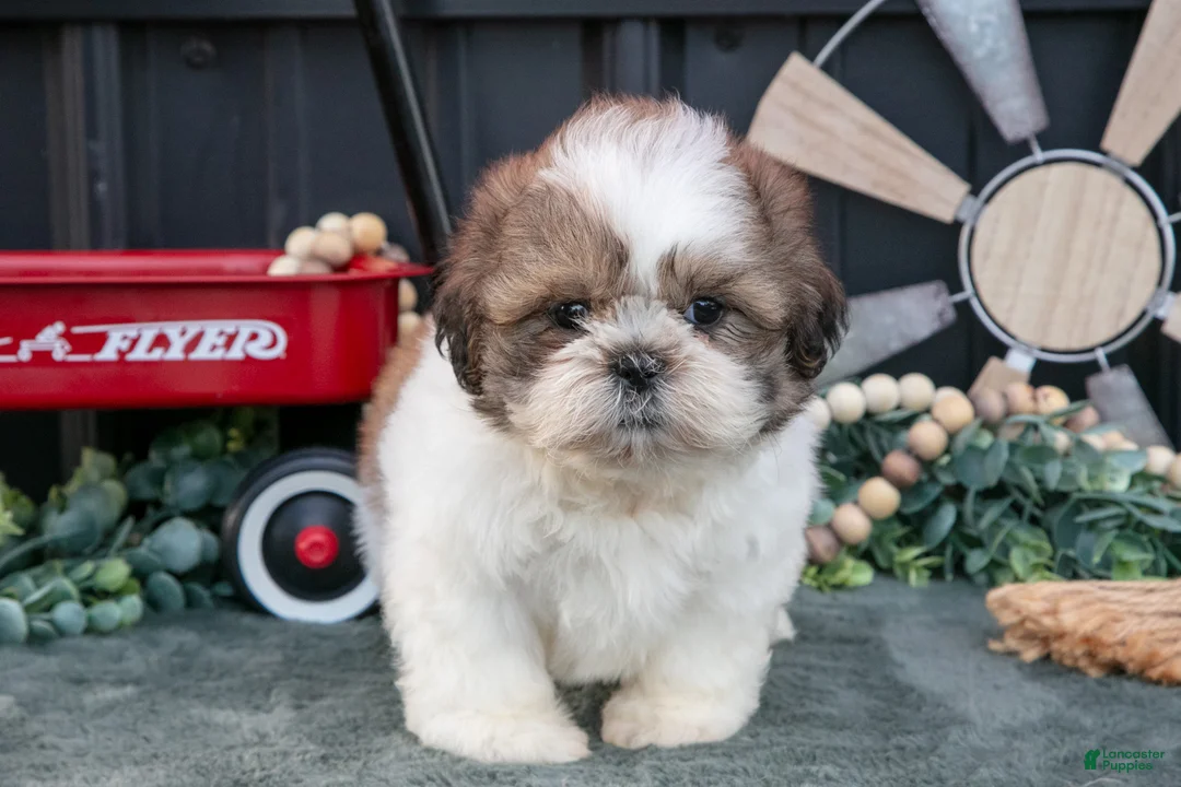 Shih Tzu dogs for sale: Cody - Ad 3