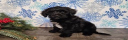 Mini Bernedoodle dogs for sale: Grace - Ad 10