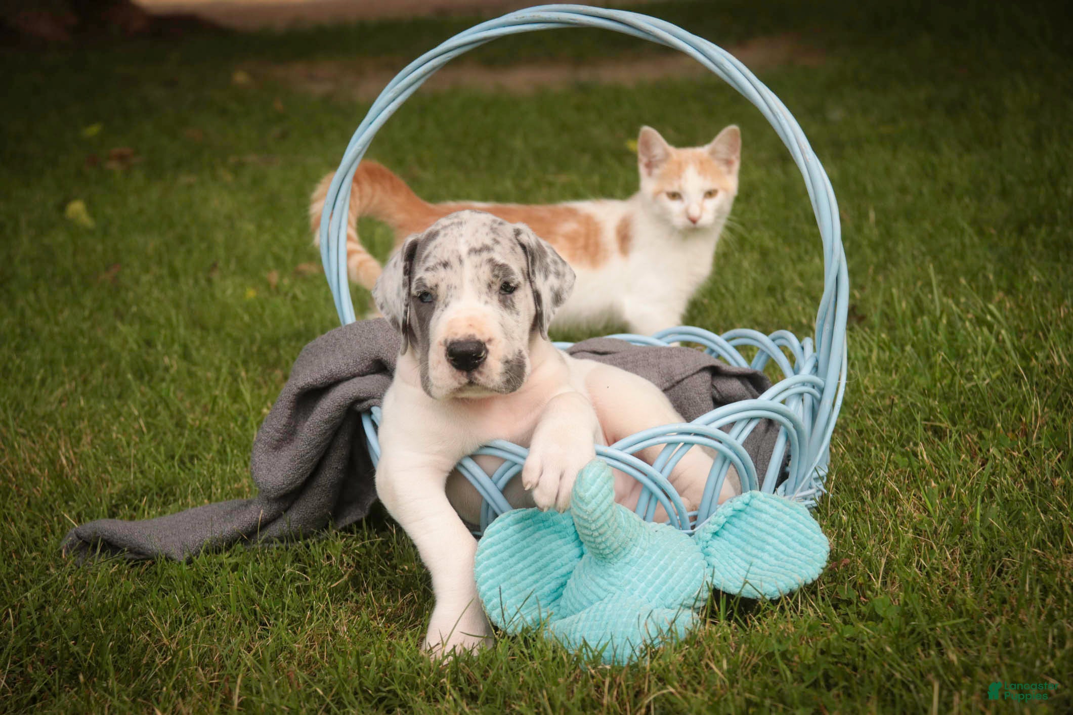 Great Dane dogs Colton Great Dane  - Ad 2