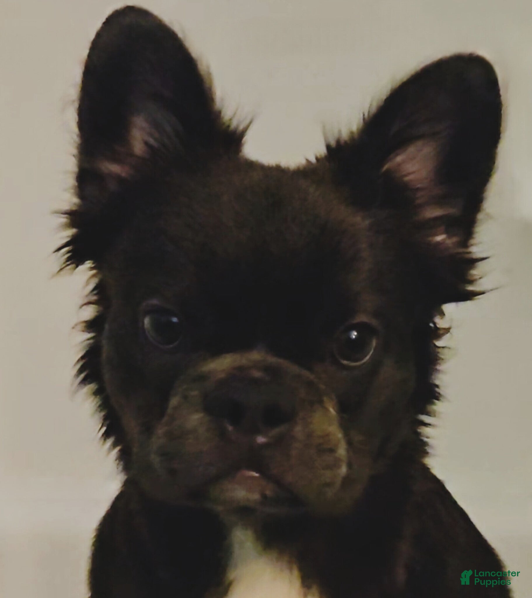 French Bulldog dogs 🐾 Primavera – Female Fluffy French Bulldog Puppy - Ad 6