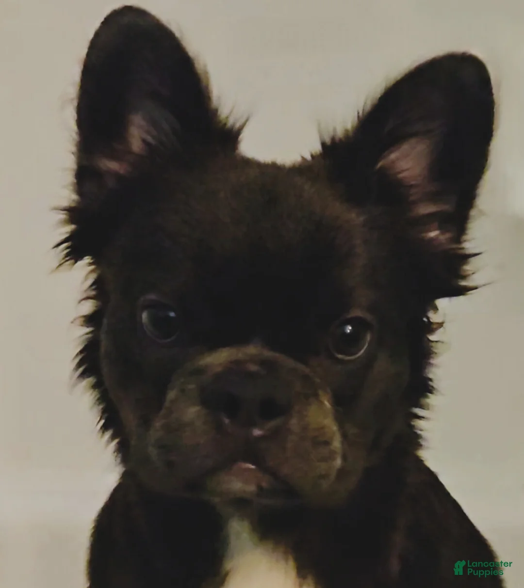 French Bulldog dogs for sale: 🐾 Primavera – Female Fluffy French Bulldog Puppy - Ad 2